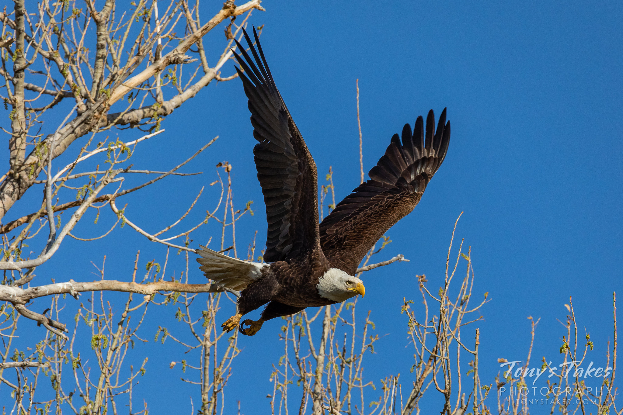 Bald eagle launches into the blue