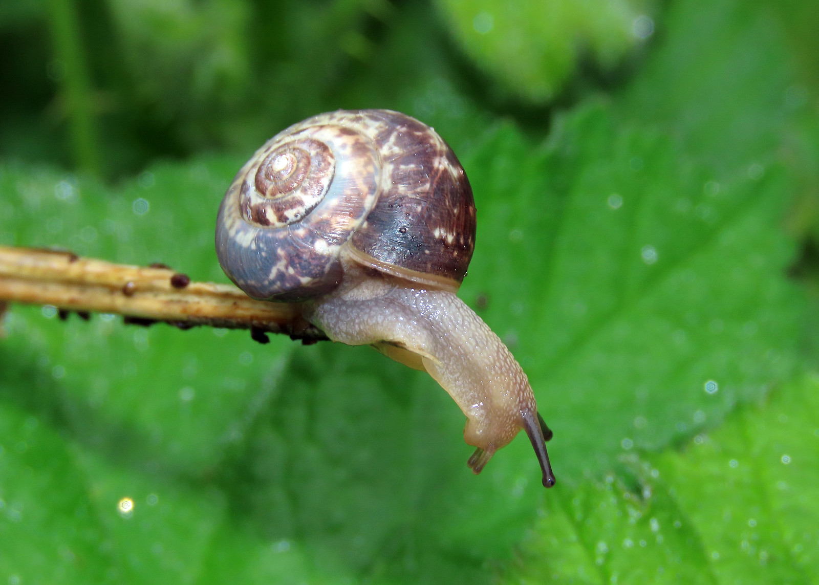 Kentish Snail - Monacha cantiana