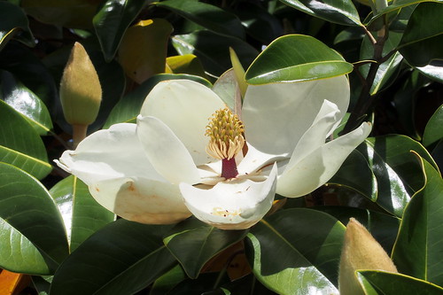 southernmagnolia magnoliagrandiflora evergreen tree northcarolina fairfieldharbour flower olympuspenepm2 olympus closeup macro