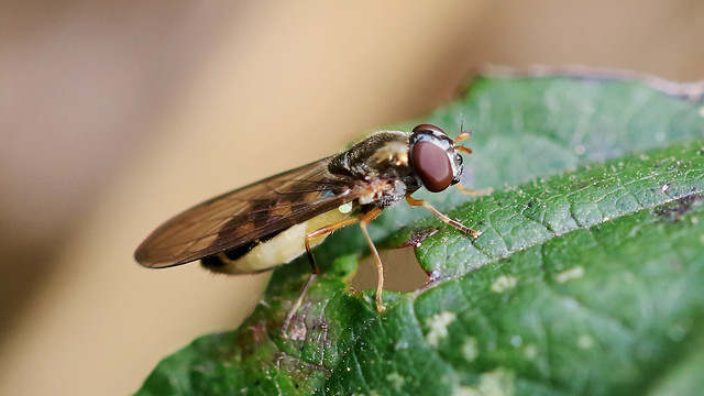 Hoverfly  -  Species??