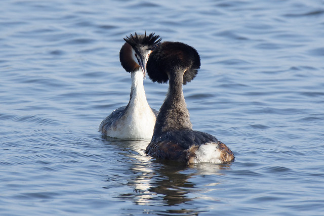 Great Crested Grebes getting personal
