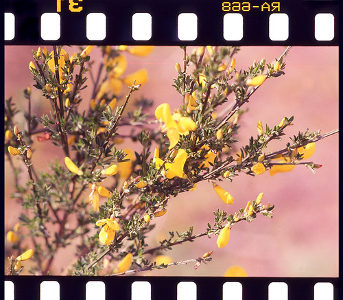 Wild Flowers | by Viola Canina