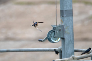 Red-rumped swallow