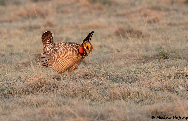 Lesser Prairie-Chickens (Tympanuchus pallidicinctus) - Kansas