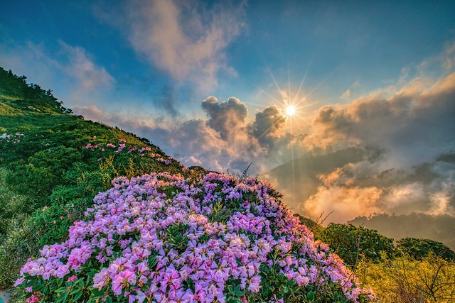 合歡山●玉山杜鵑雲海夕彩   Taiwan Alpine Rhododendron Sunset