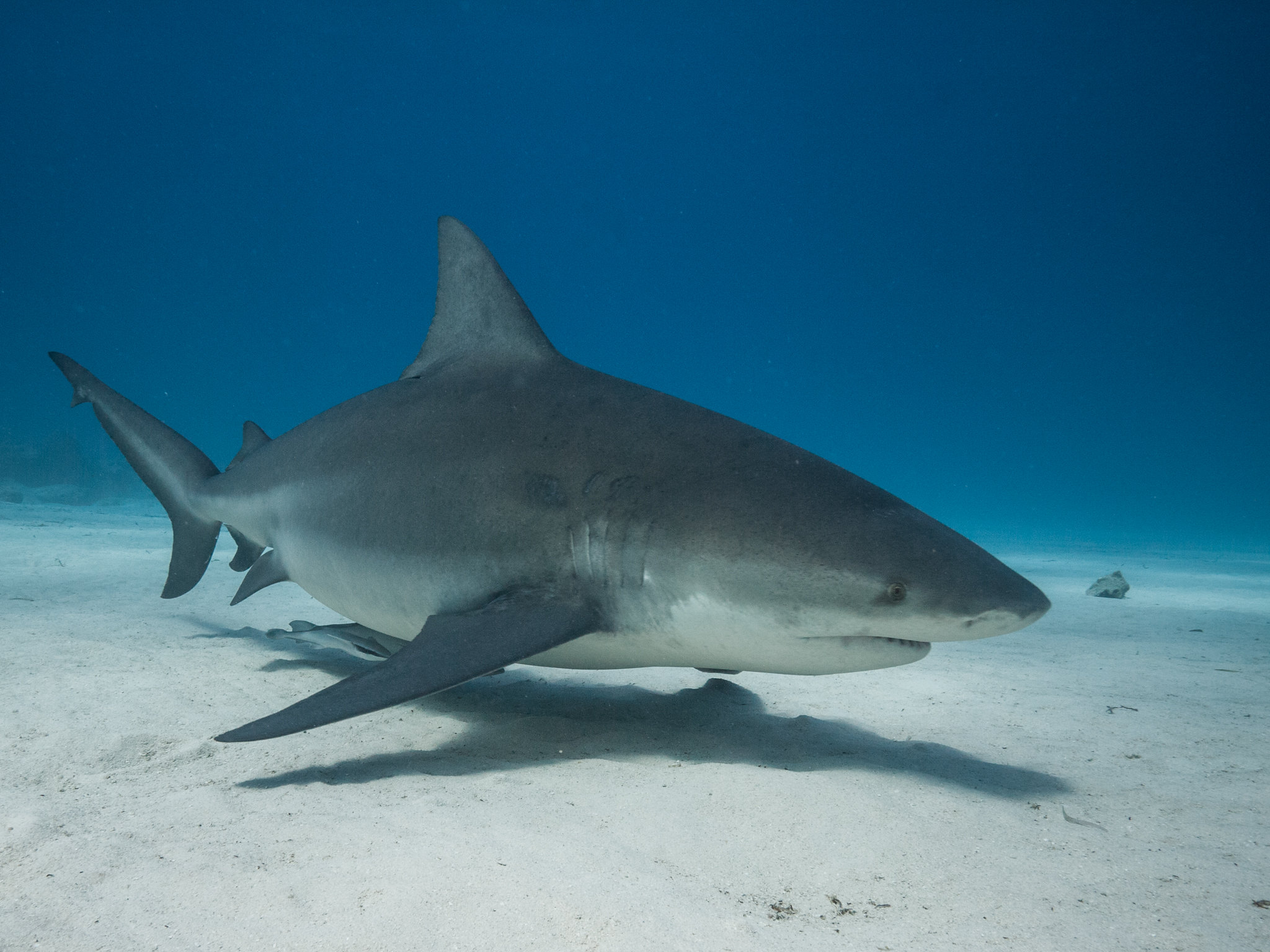 Bull Shark | World’s Most Dangerous Aquatic Creatures