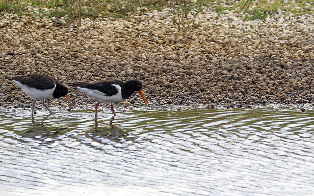 Oyster catchers