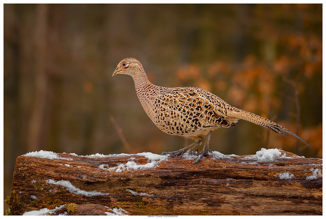 Woodland Delights - Female Pheasant