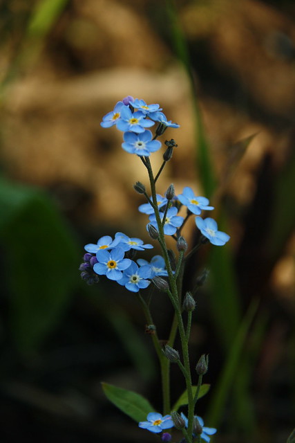 Forget me Nots