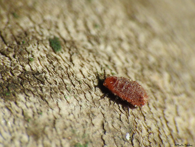 Larva Palaeococcus fuscipennis? Vedalia Beetle?