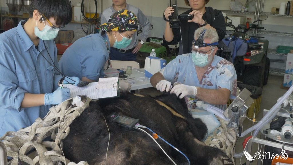 2019年3月，台北市立動物園的獸醫團隊，來到特生中心，準備為黑熊治療牙齒。