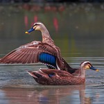 The Indian spot-billed duck (Anas poecilorhyncha)