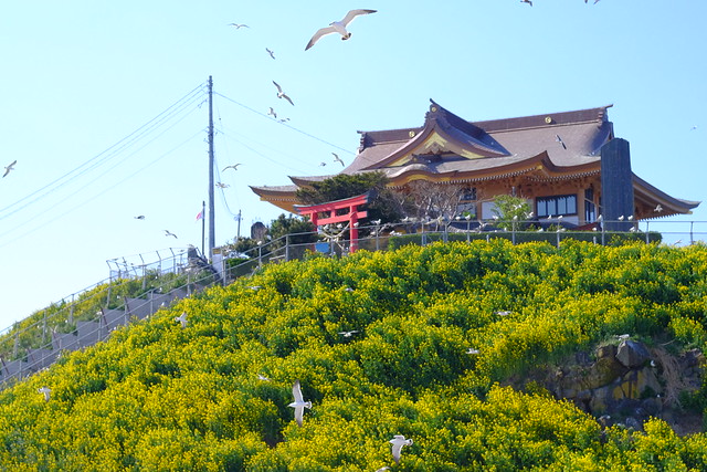 蕪島神社 Kabushima Shrine, Hachinohe