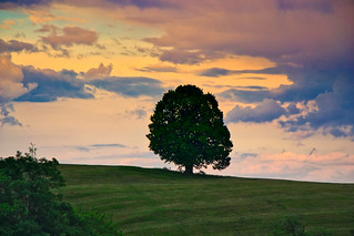 Solitary tree at sunset