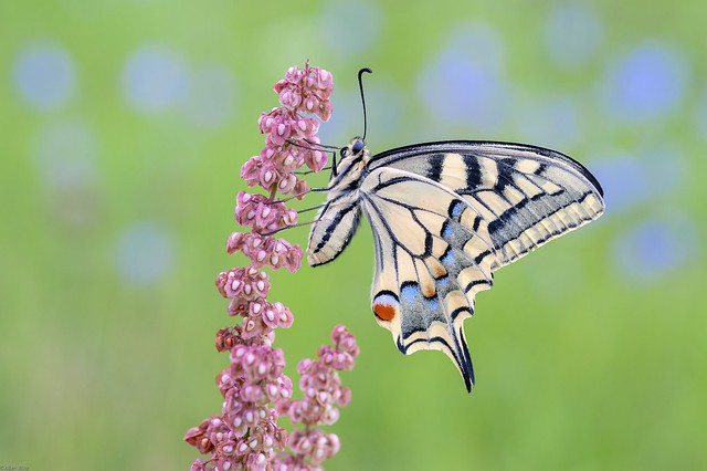 *The swallowtail lady in the morning*