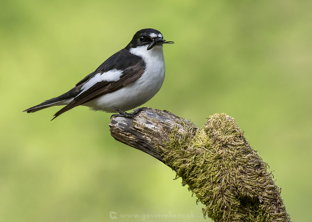 Pied Flycatcher Male WFW 13th May