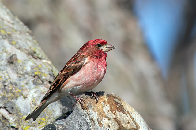 Purple Finch