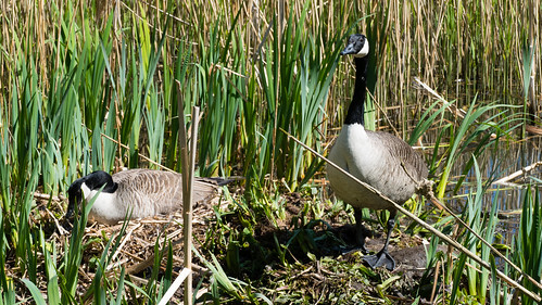 Canada goose nest, Bag's Pool