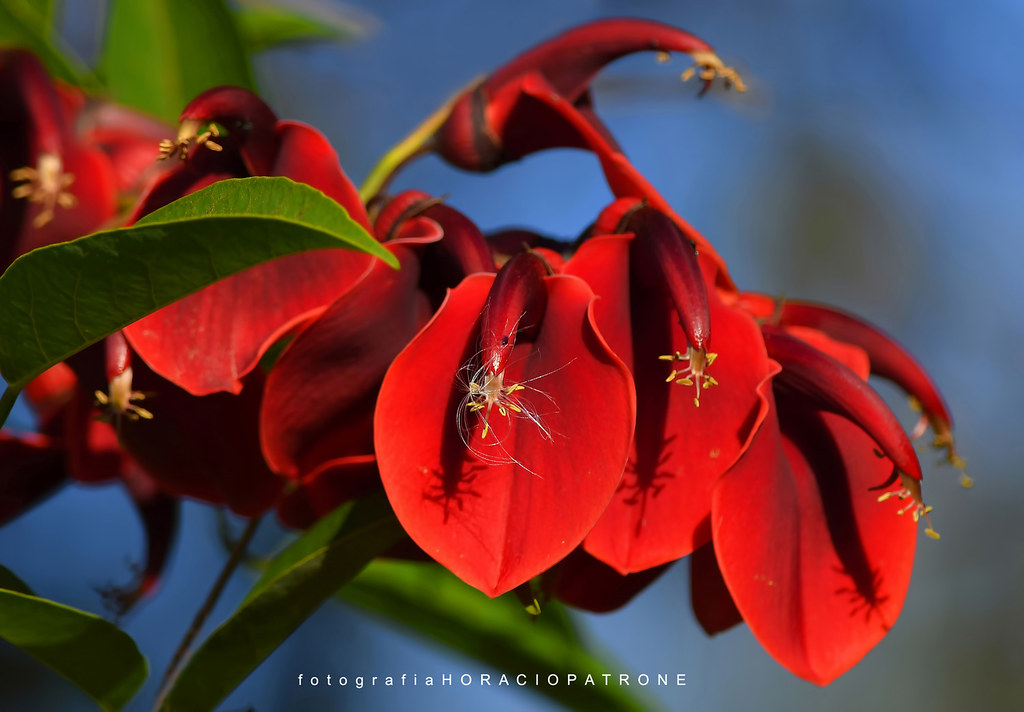 FLOR DE CEIBO ( Erythrina crista-galli.) La Flor Naciona… | Flickr