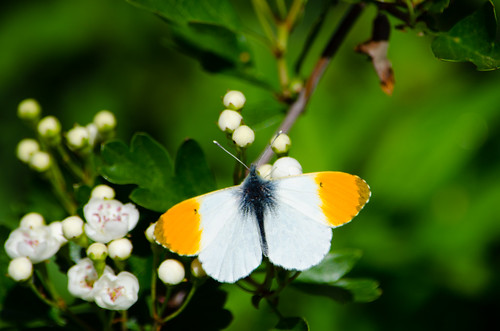 Male orange tip butterfly, hawthorn flower buds