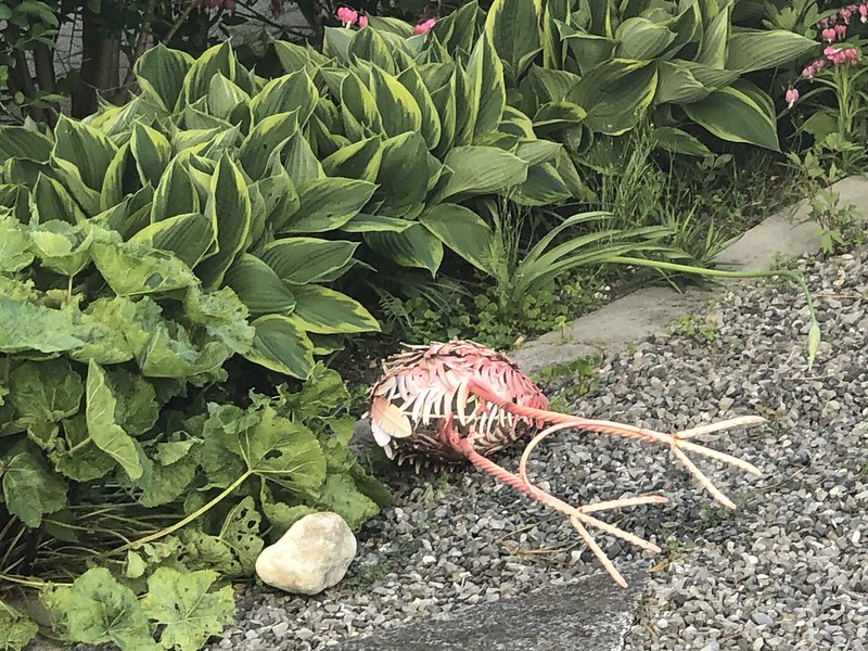 Dead flamingo
