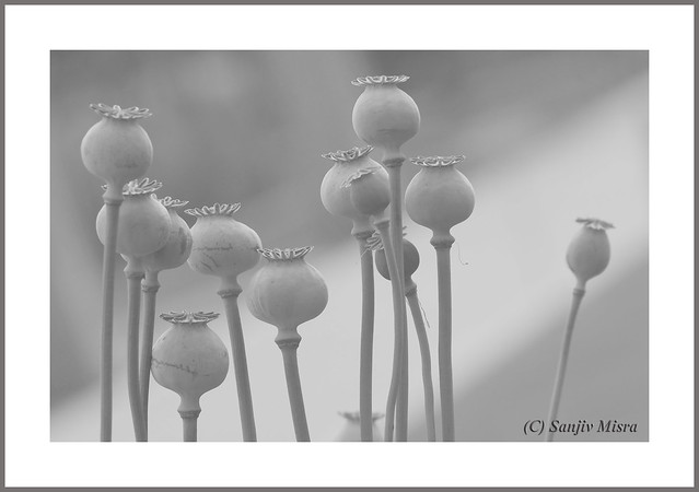 Opium poppy seeds