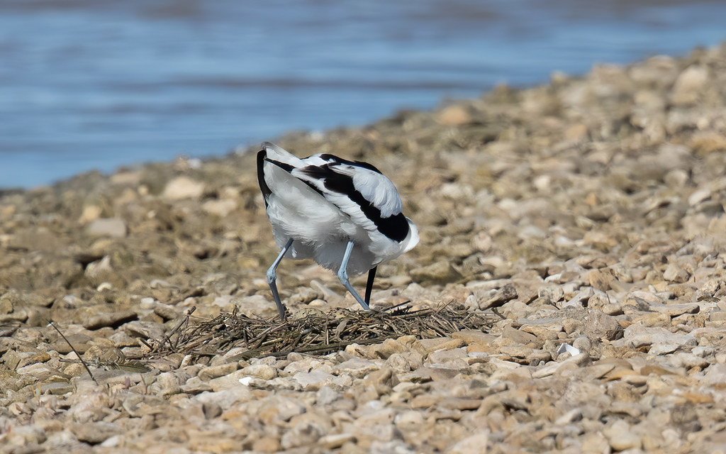 Avocet with eggs (Steart Marshes)