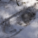 Grizzly Tracks on Snowshoe Tracks