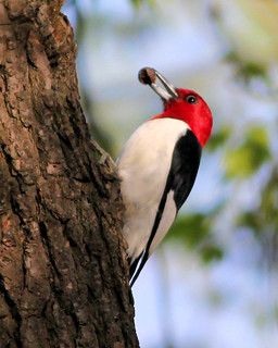 Woodpecker Red-headed-LENSC Bay Village OH