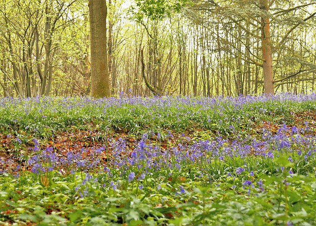 A double layer of bluebells