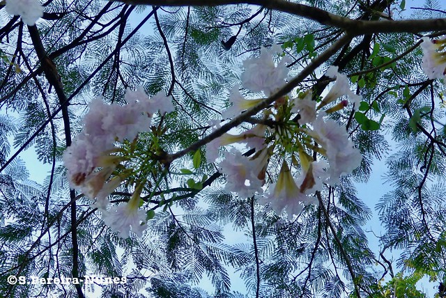 White Trumpet Tree Flower under a Delonix Regia Tree, El Salvador