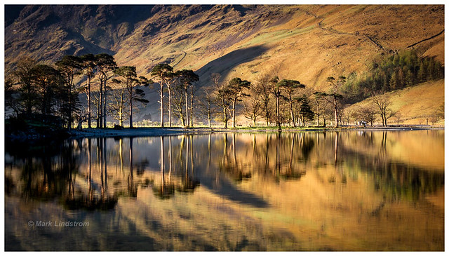 Buttermere PInes