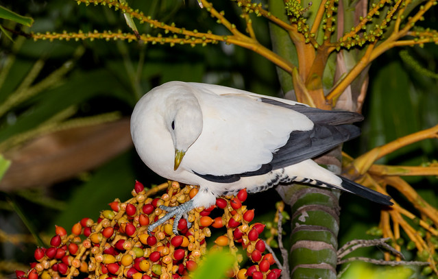 Torres Strait Pigeon - feeding on golden cane fruit - home garden, Darwin, NT, Australia