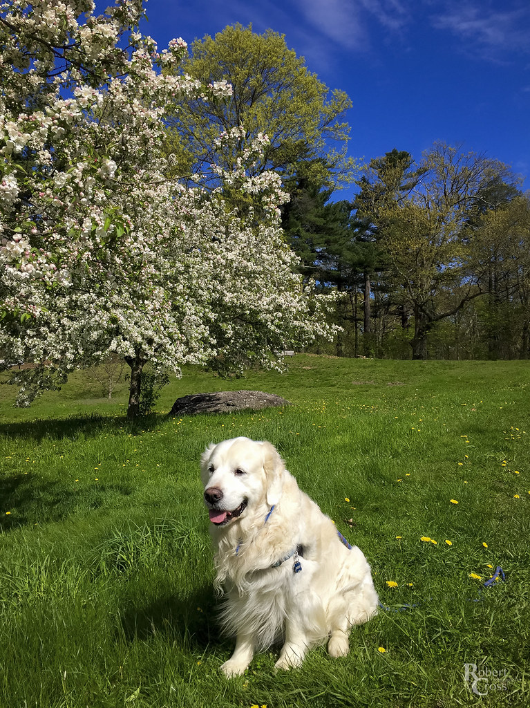 Bailey in a Boston Spring