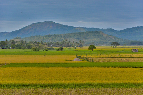 philippines pilipinas southeast asia tropical country landscapes rice fields paddy paddies trees mango distance horizon mountains outline divisions colors vibrant contrast hdr smoke mist fog palm agriculture rural farm outdoors wide expanses nature natural setting environment