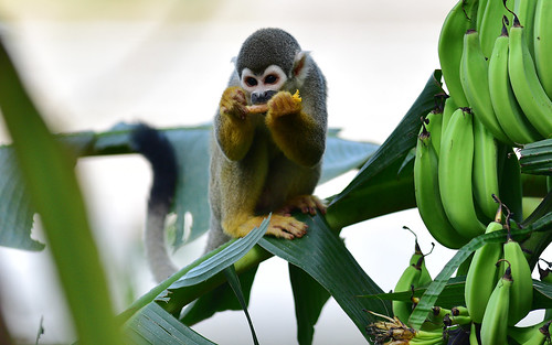 parqueamazónicolaisla bananas tena forest squirrelmonkey mammals wild amazonianbasin ecuador