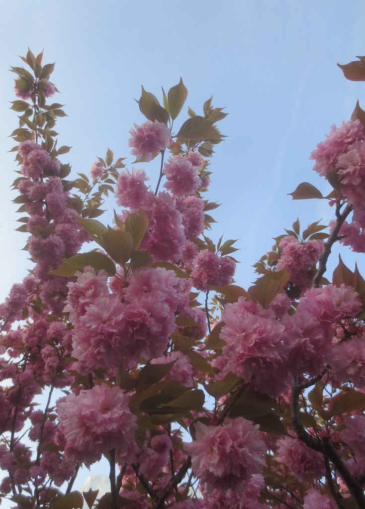 Spring in western Washington