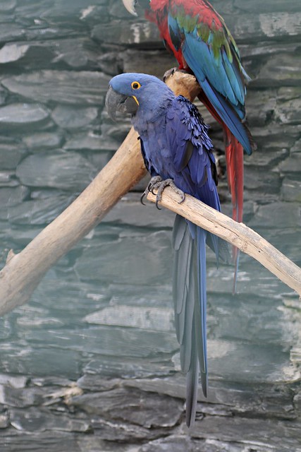 Hyacinth macaw (Anodorhynchus hyacinthinus)