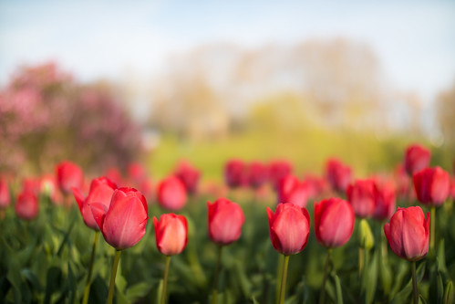 Nahaufnahme von roten Tulpen im Park | Shot on Canon EOS M50… | Flickr