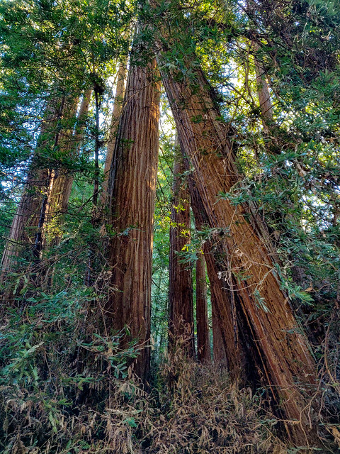 Muir Woods National Monument