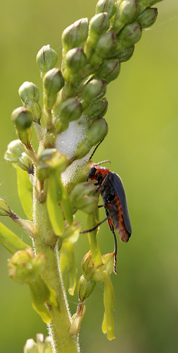 Pollinator on Common Twayblade