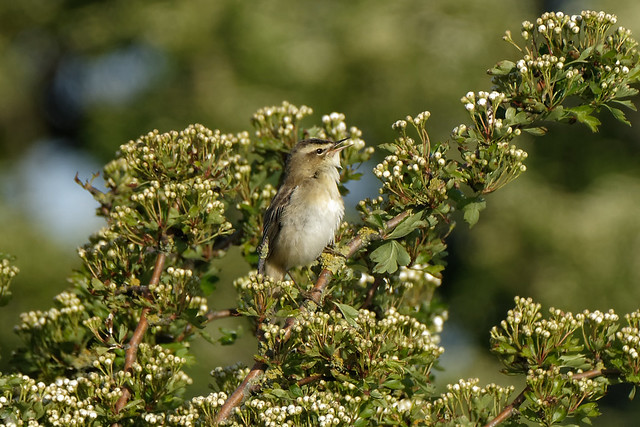 Sedge Warbler Dundalk Marsh