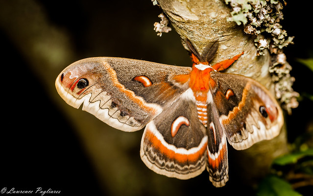 Cecropia moth - New Jersey Pine Barrens
