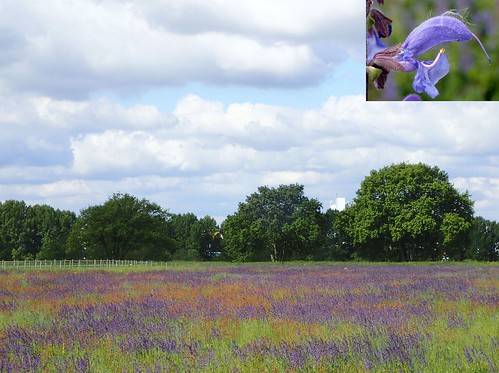 meadowsage meadowclary salviapratensis flower purple blue wildflower océweerdmeusecorridorvenlothenetherlands health unenvironmentreport2019