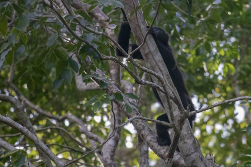 leaves green branches rainforest trees animal black monkey tail arms leg face wildlife nature fauna calakmul reserve campeche mexico el hormiguero