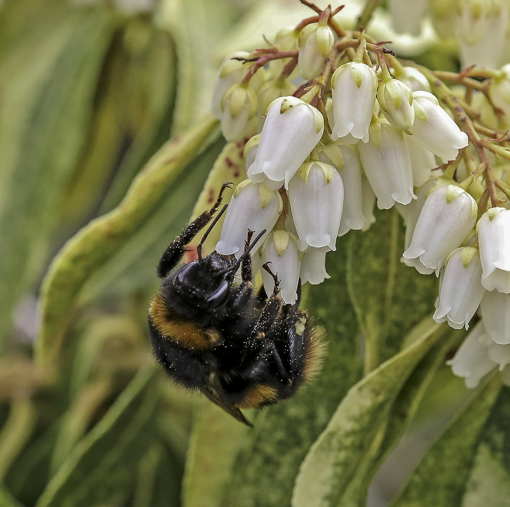 Bumble Bee on Pieris, thanks for over 300 views | Copyright:… | Flickr