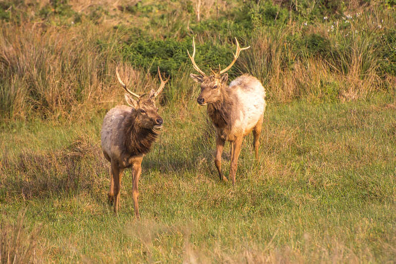 Tule Elk 6