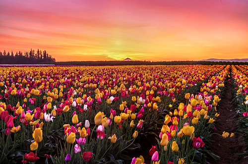 tulipfield woodenshoetulipfestival oregon sunrise spring flowers pacificnorthwest tulips colorful