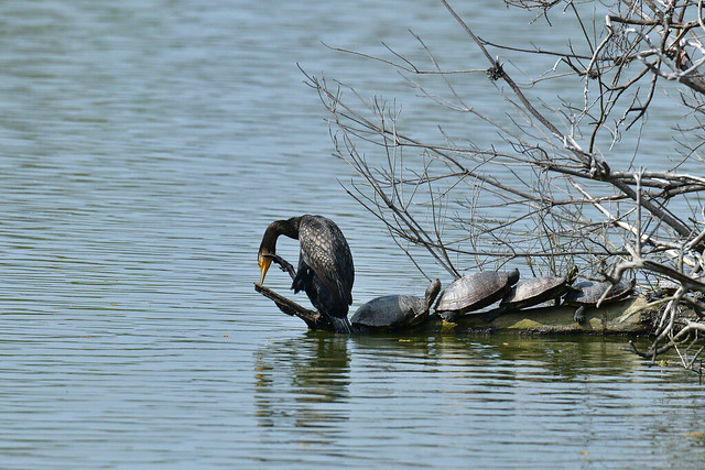 Great Cormorant and turtles