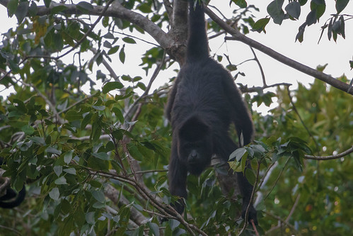 wildlife black monkey fur tail body face eyes arm leg mammal trees branches green leaves animal nature fauna rainforest calakmul reserve campeche mexico
